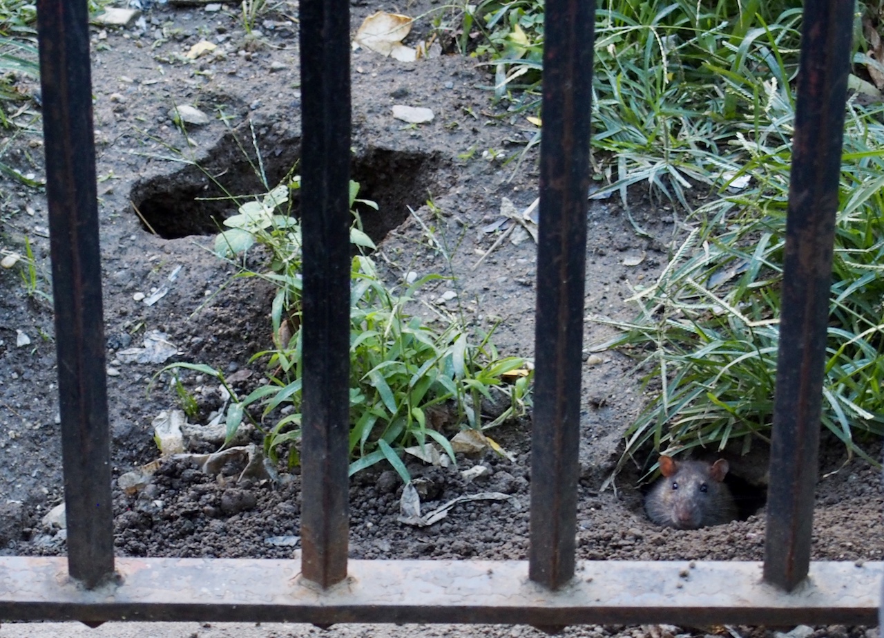Rats run wild in NYCHA complexes