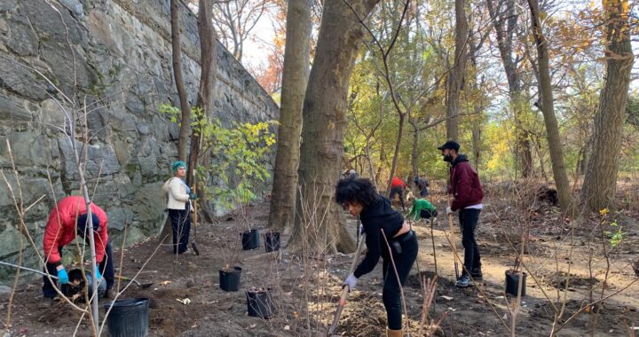 Planting native trees to fight The Bronx’s notorious pollution