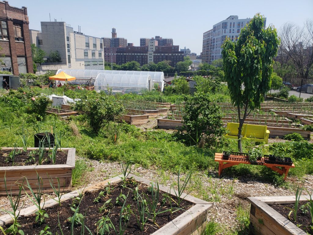 A view of the New Roots Community Garden, including trees, a bench, and planters with buildings in the background